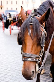 A horse and carriage waiting for a fare at Piazza di Spagna in Rome, Italy