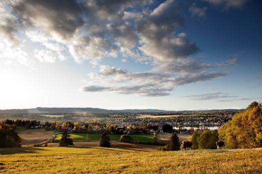 A rural landscape in Norway with cows and a small village