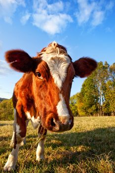 Curious Cow