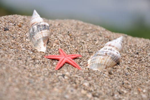 Sea stars and two shells at the beach on sunshine