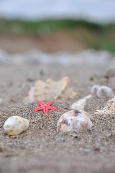 Sea stars and shells at the beach on sunshine