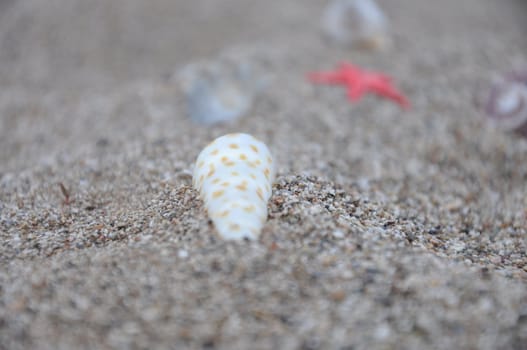 Sea stars and shells at the beach 