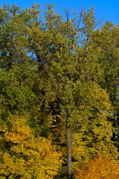 Autumn at the park. Landscape