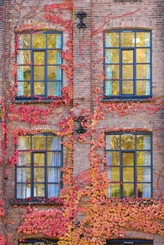 Ivy covered brick wall with four windows.
