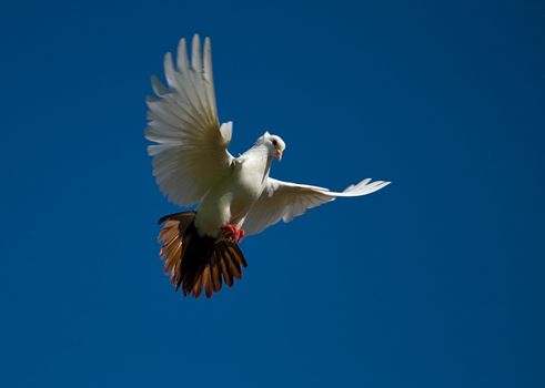 white dove fly in the blue sky