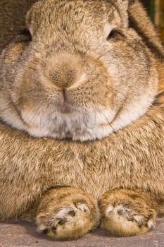close up of a rabbit in resting mode