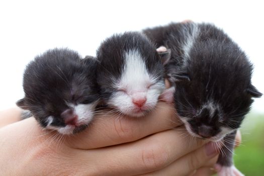 three newborn kittens in hands