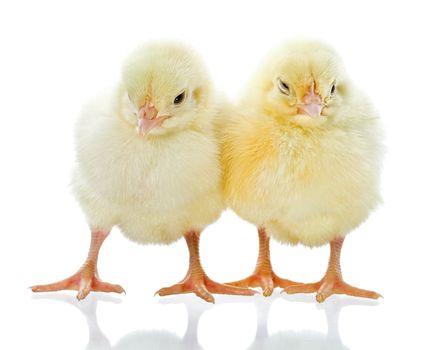 two small yellow chicks, isolated on white