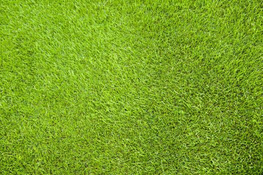 Close-up image detail of fine green grass