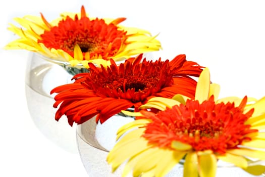Red and yellow Gerbera flowers in wine glasses on white background