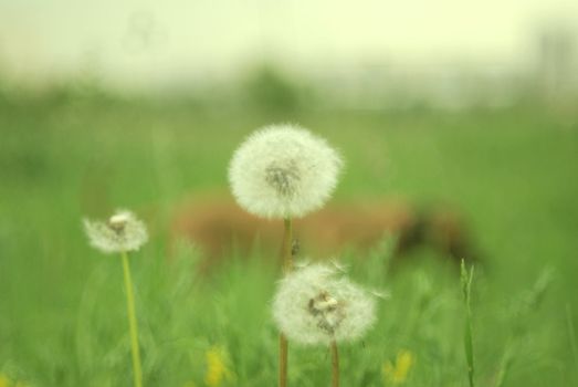 Three dandelion and insect against a backdrop of green meadows and dogs tail flapping. Shooting made with a maximum size aperture - 1.8. Lens- Pancolar 1.8/50