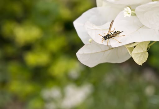 Mediterranean wasp or hornet on flower
