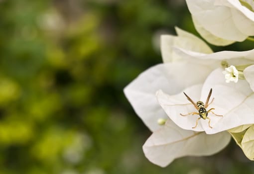 Portrait of a wasp perched on a flower
