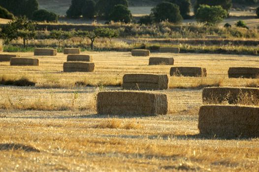 Fields after harvest