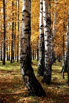 birch and larch trees in autumn forest