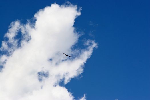 Bird, sky and white puffy cloud with plenty of copyspace