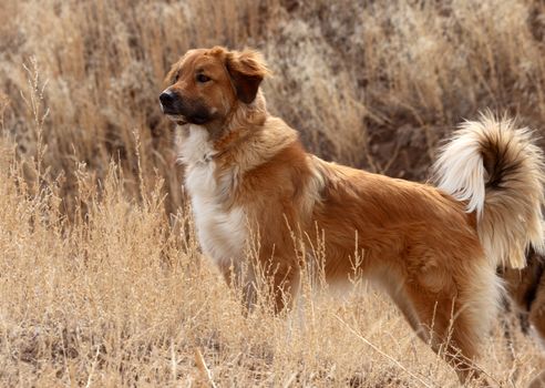 Alert working dog in field