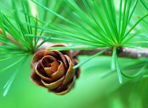 Macro of a small pine cone