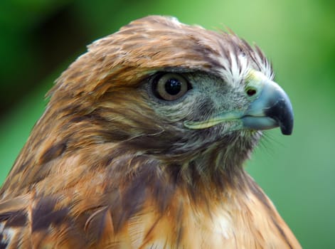 Closeup portrait of a hawk