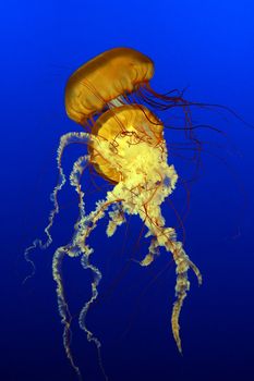 A pair of sea nettles jellyfish
