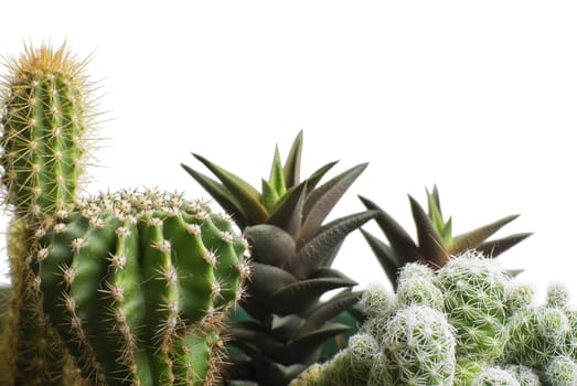 Closeup to different sorts of cactus isolated in white background
