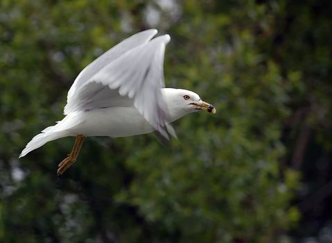A picture of a seagull in flight against a green background