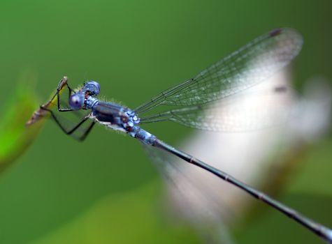 Close-up picture of a common Blue Damselfly