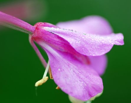 Close-up picture of a flower covered with dew