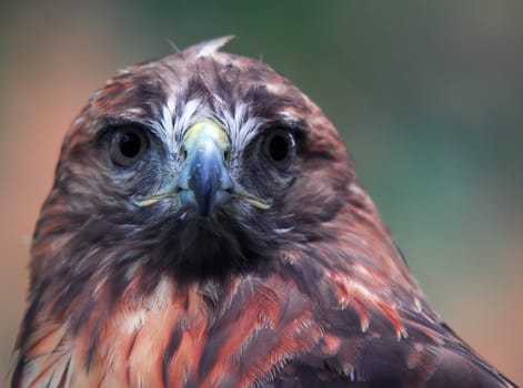 Closeup portrait of a hawk