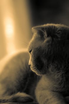 Cat is looking at the rain through the window