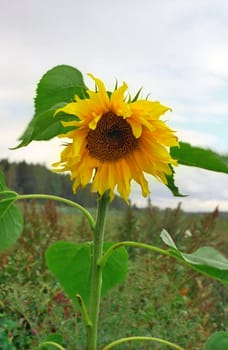 Lonely sunflower in the autumn field