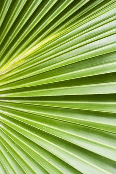 Palm tree leaf abstract background,in english is called Japanese Banana  tree,in Latin is called Musa basjoo tree 