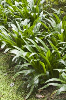 it is a shot of fresh green grass