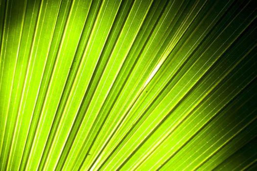 Palm tree leaf abstract background,in english is called Japanese Banana  tree,in Latin is called Musa basjoo tree 