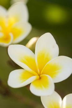 Yellow Plumeria Flowers on the tree in Kauai, Hawaii