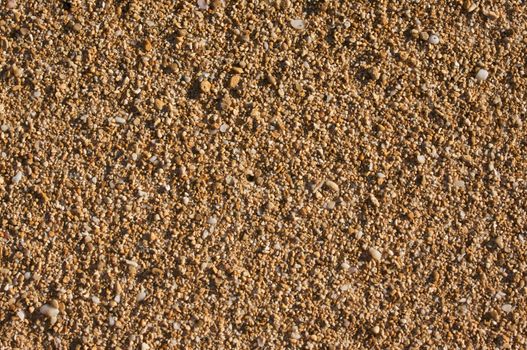 Trapical Sand and Shells Background Image