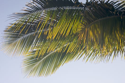 Backlit Palm Leaves on a Summer Day