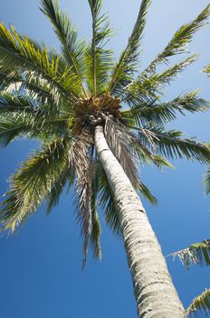 Palm Tree against a blue sky.