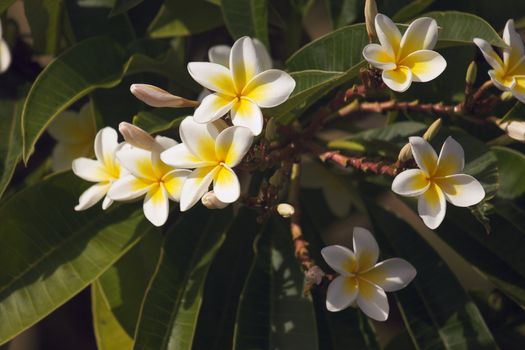 Yellow Plumeria Flowers on the tree in Kauai, Hawaii