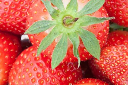 Close up capturing the top of a fresh strawberry fruit surrounded by many strawberries.
