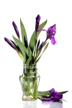Bouquet of dark blue irises on a white background