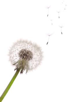 The seeds which are flying away from a dandelion on a white background