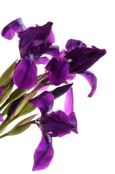 Bouquet of dark blue irises on a white background