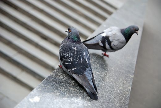 two doves on the granite stairs. one blurred
