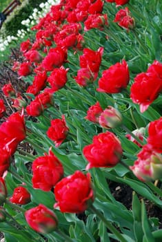 Garden of a lot of blooming red tulips