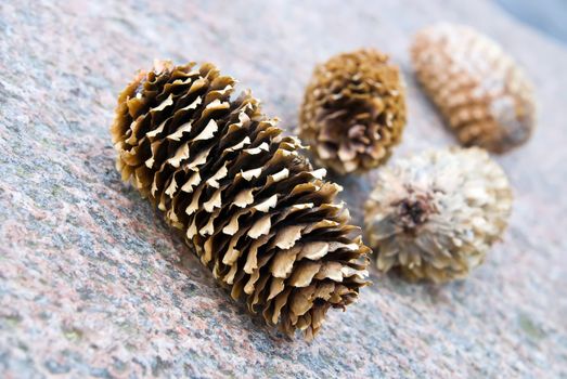 four pine cones. one in focus, three blurred