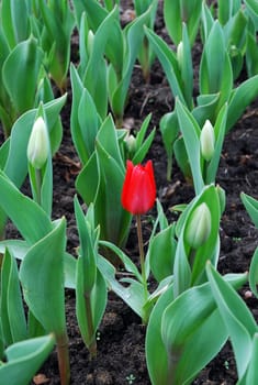 One blooming red tulip among tulip's buds
