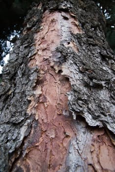 texture of an old dry bark of tree