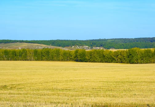 Autumn landscape with yellow fields and green wood