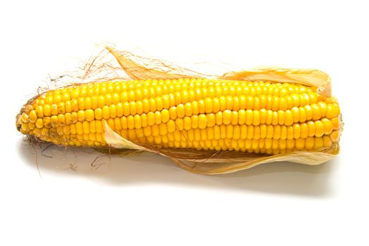 Freshly harvested corn on white background, close up. Isolation, shallow DOF